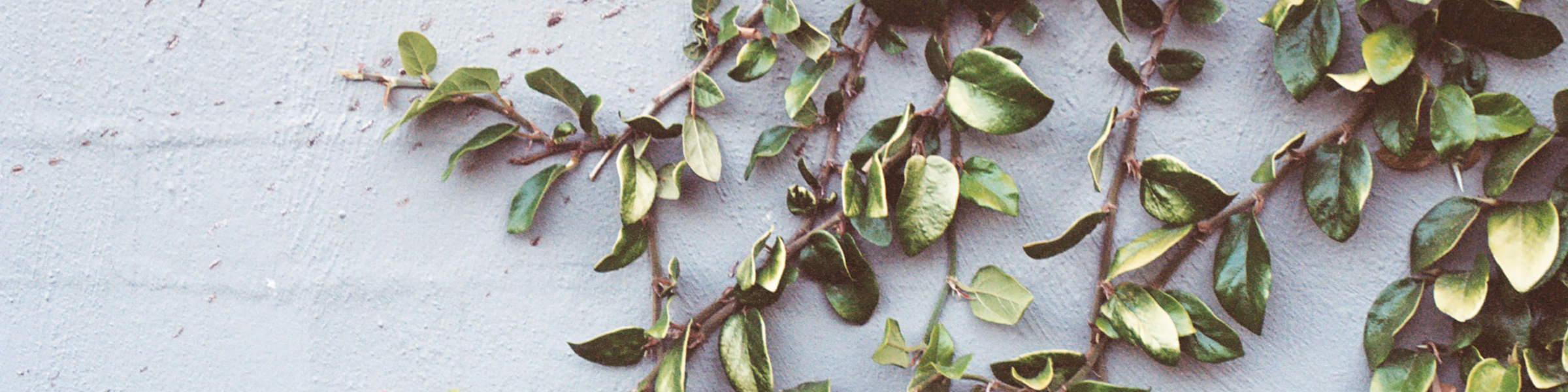 A wide shot of green vines growing against a white brick wall