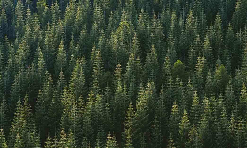Forest background image low res