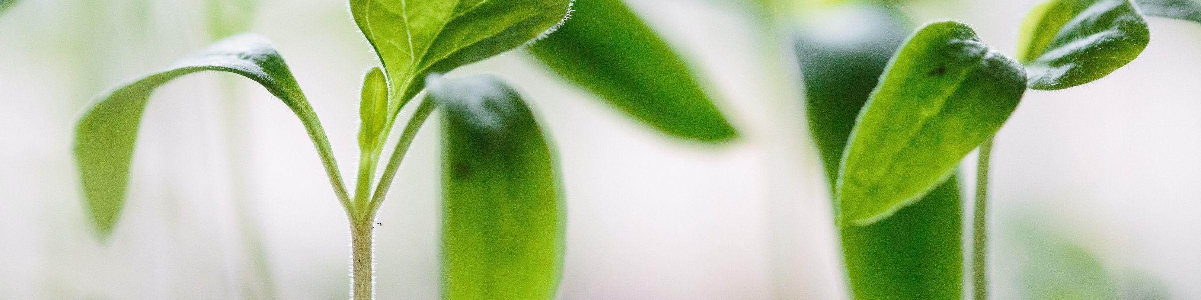 A close up shot of two sprouting green plants