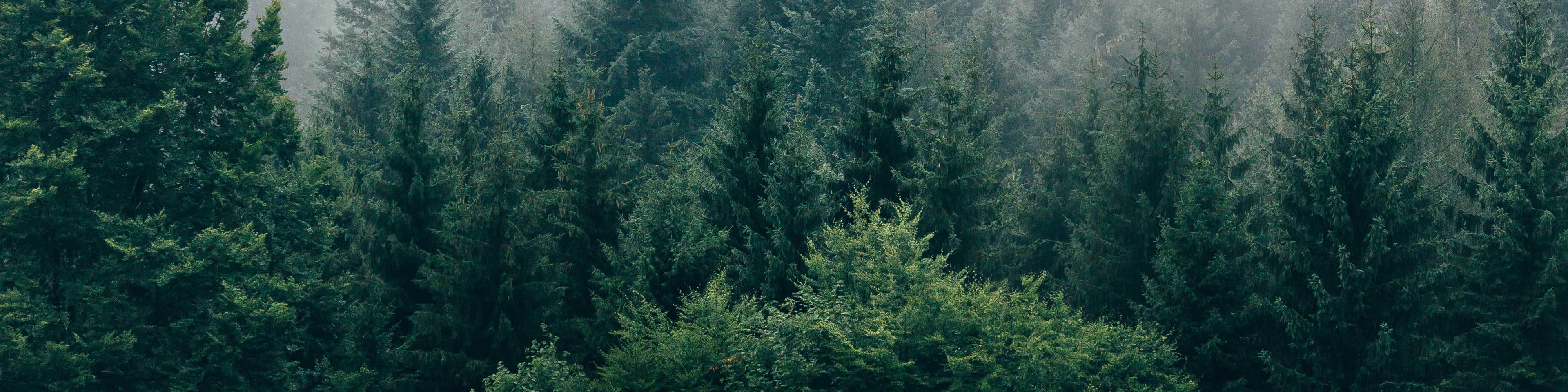 Forest Header