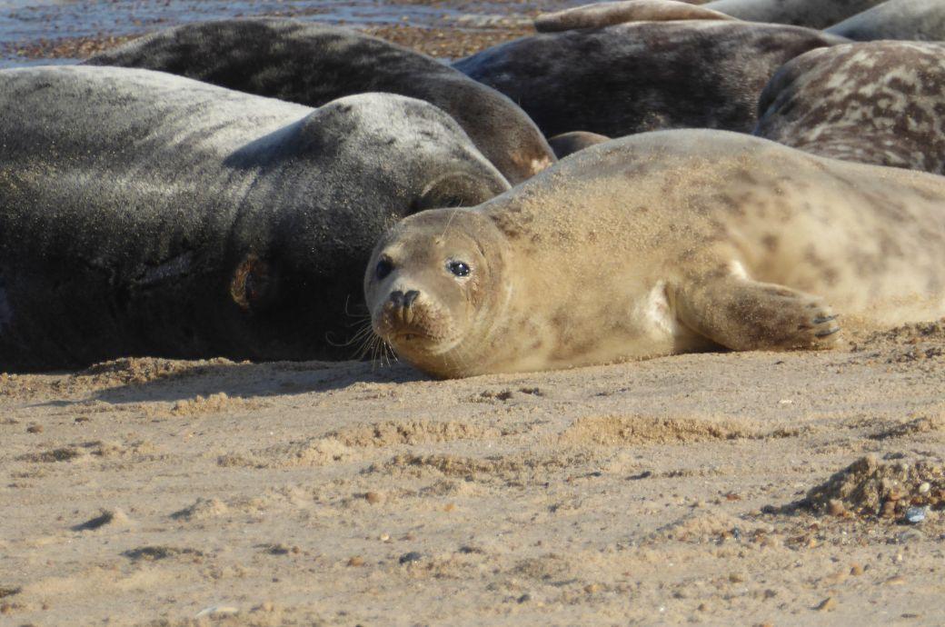 Grey seals - Unsplash image