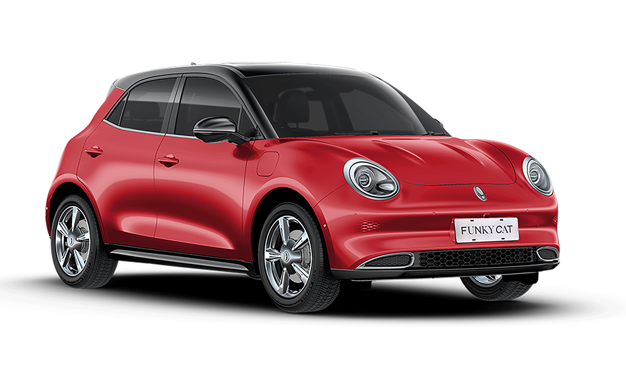 Ora cat white background