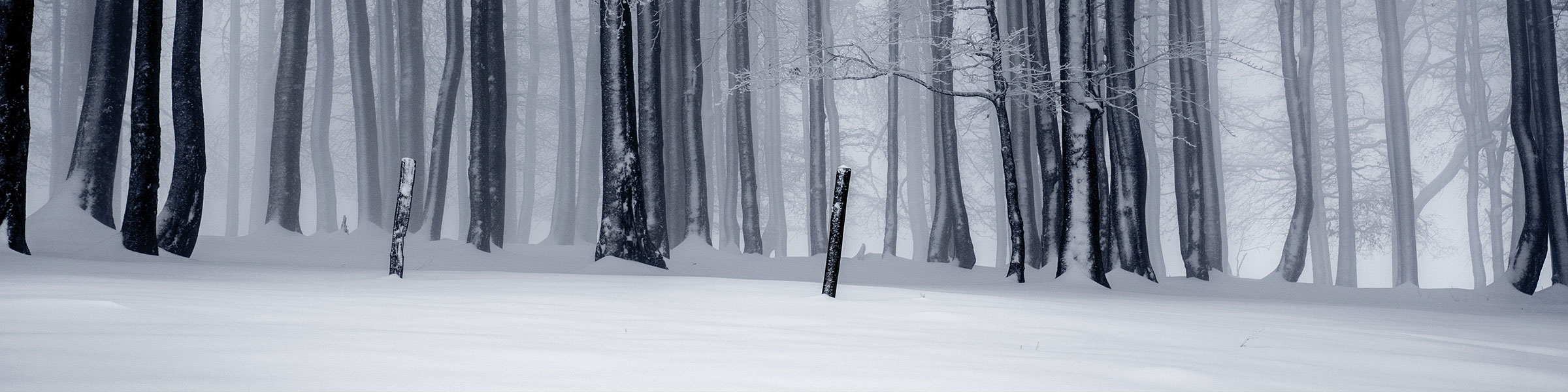 Winter Forest Header